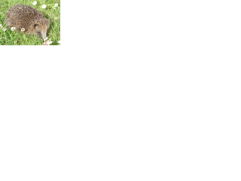 Hedgehog