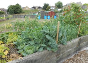 allotments